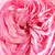 Roza - Vrtnice Floribunda - Mariatheresia®